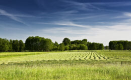 Green field with trees