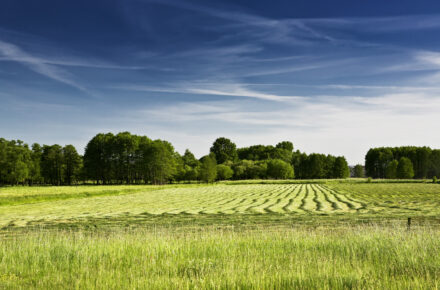 Green field with trees