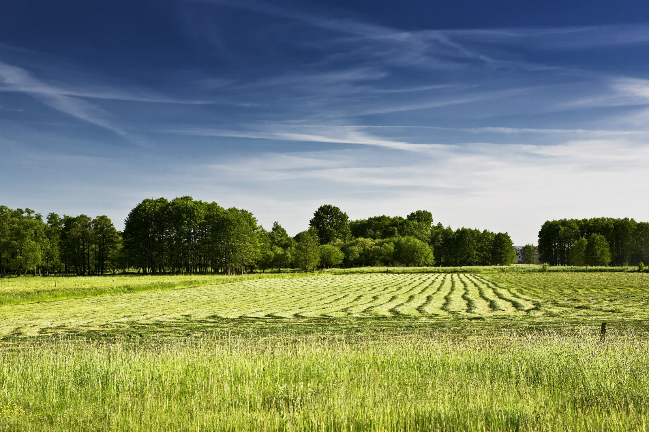 Green field with trees